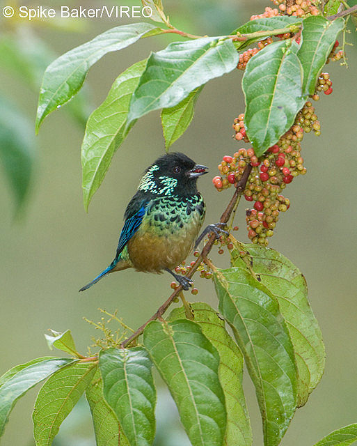 Spangle-cheeked Tanager b61-2-062.jpg